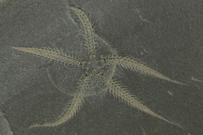 Ordovician Brittle Star (Ophiura) - Morocco #329140
